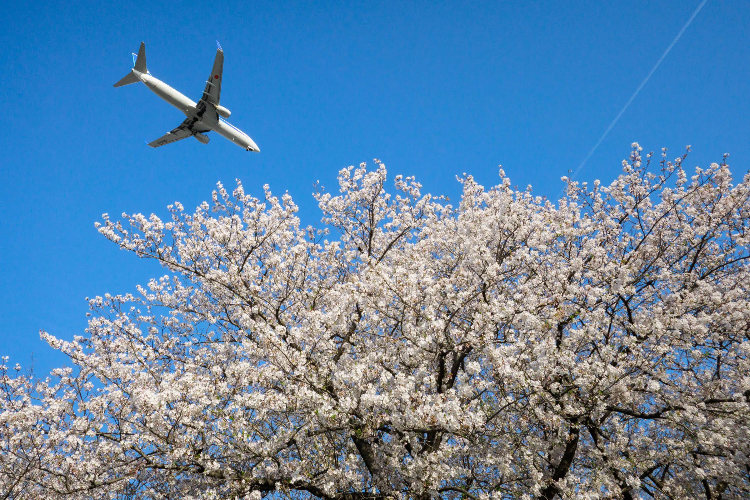 【撮影日記】京浜島ふ頭公園が飛行機と桜のベストポイント気づいた2026